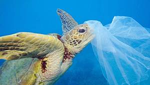 WWF Türkiye: Tek kullanımlık plastik ürünler hayvanlara büyük zarar veriyor