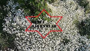 Hayırlı Bayramlar