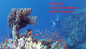 Dünyada sadece Marmara Deniz'inde bu şekilde (VİDEOLU)