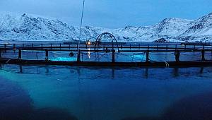 Signify: Austrails Seafoods deniz ürünü çiftliklerini aydınlatacak