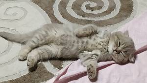 ENERJİ DÜNYASI: Bugün '17 Şubat Kedi Günü'