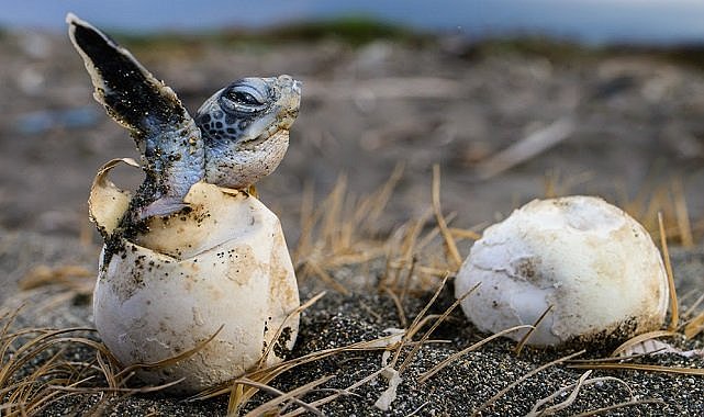 ÇEVRE: Doğal Hayatı Koruma Vakfı - Akyatan'dan güzel haber!