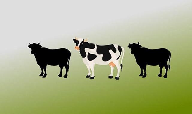 İneğiniz varsa 'Kendi gaz ve elektriğinizi' üretebilirsiniz - Nasıl mı?