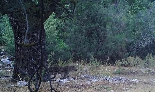 Milli Parklar - Anadolu Parsı yeniden görüntülendi!