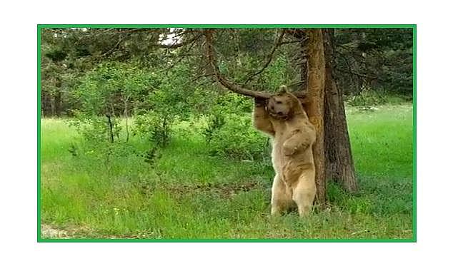 Ayının ''kaşınma'' dansı... Doğal Yaşam!