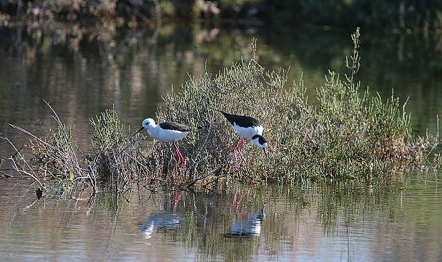 Doğa Derneği - İzmir Gediz Deltası’nı tehdit eden Jeotermal Kaynak Arama Faaliyetlerine Karşı…