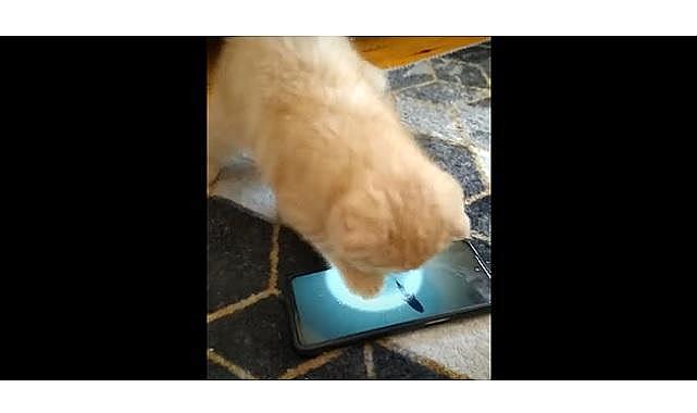 GÜNCEL - Yavru kedinin telefonda balık avı!