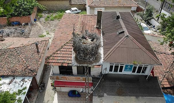 TREDAŞ - Yuva yapan "Gelendost" canlı yayınla takipte…