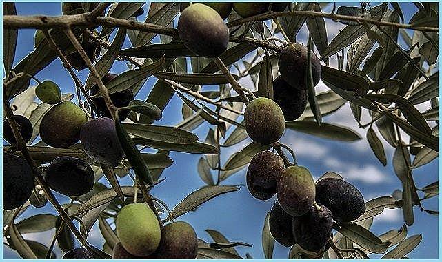 Zeytin ''MADENE'' galip geldi - TEMA Vakfı!