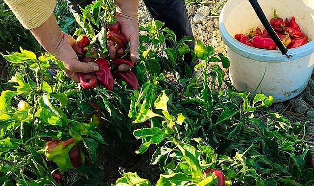 Buğday Ekolojik Yaşamı Destekleme Derneği’ - ''Hatay'da yürüttüğümüz agroekolojik tarımsal üretim...''