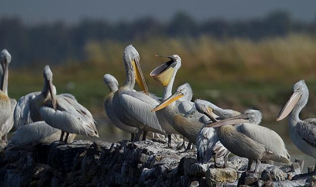 İzmir Gediz Deltası - Tepeli Pelikanlar için Yuva Platformu…