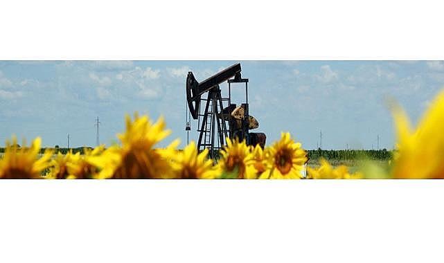 Biyokütle enerji santral sayısı 378'e çıktı