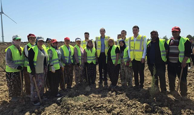 Çanakkale'de 100 Bin Fidanlık "Enerji" Ormanı