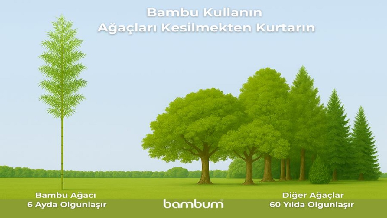ÇEVRE HABERLERİ ''Bambu ağacı 6 ayda ...''