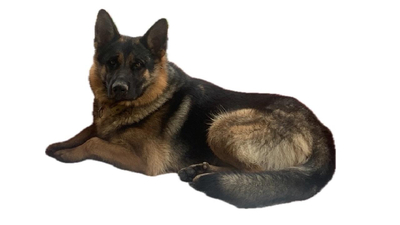 DİKKAT 'Kedi ve köpekler sahipleri SON tarih 31 Aralık'