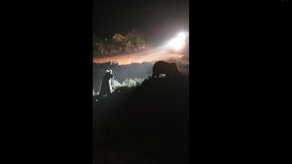 'Elektrik arızaya giderken AYI sürüsüyle karşılaştılar!