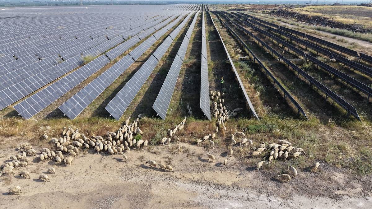 Yaz ayları yangınları önlemek için DOĞAL yöntem kullanılıyor